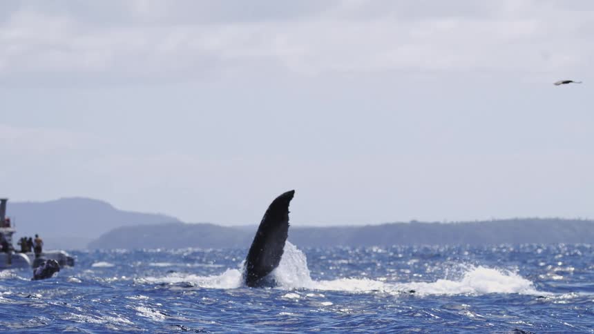 A whale flaps its tail above the ocean water beside a yacht as a group of people watch the scene from the boat on a sunny day