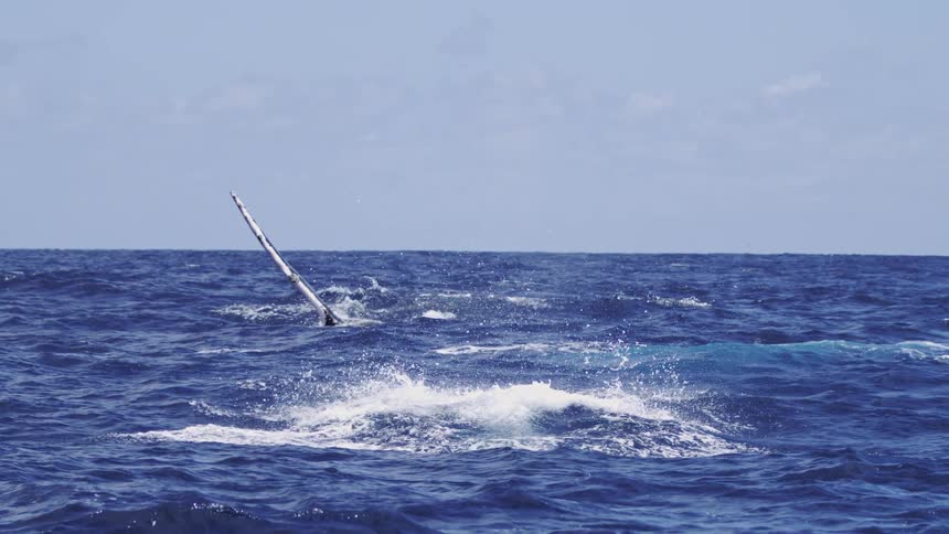 A whales fin sinks back into the ocean