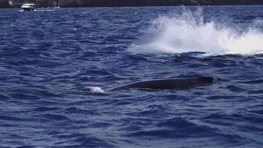 A whale flaps its tail in the ocean creating splashes and waves with the shoreline in the background
