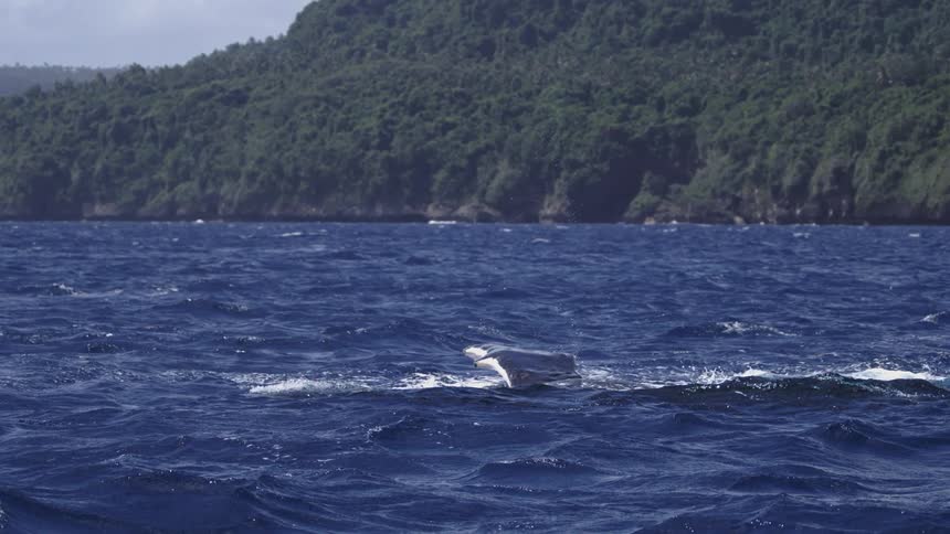 A whales fin sinks into the ocean