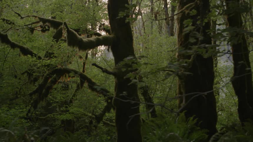 Moving view of a thick forest with the sun setting in the distance