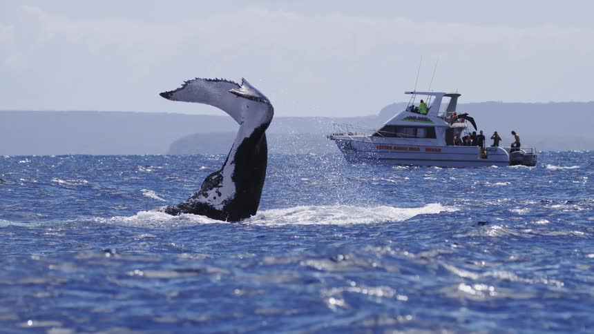A whale flaps its tail in the ocean beside a yacht filled with people at midday