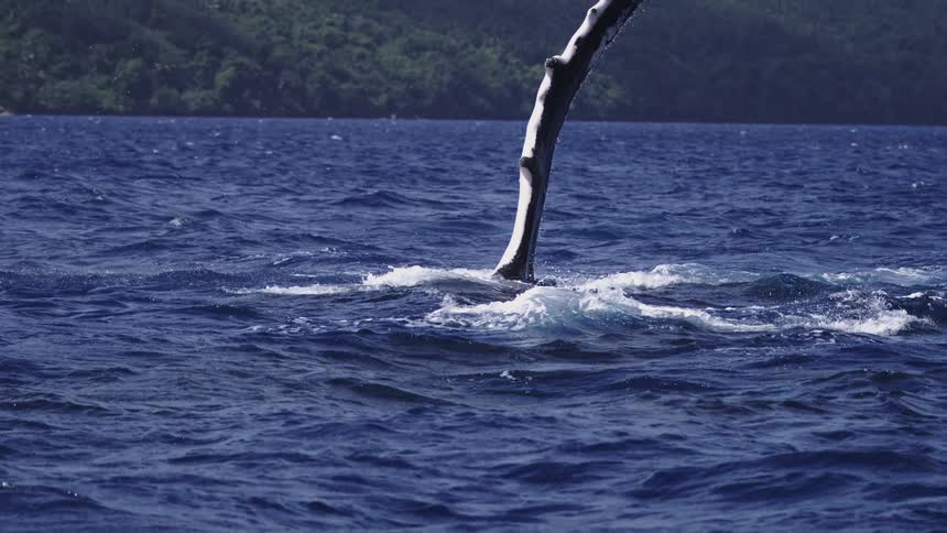 This video captures an amazing sight of a whale likely a humpback engaging in what is called pecslappingits long predominantly white pectoral fin rises almost completely vertically out of the water lingers in the air and then slowly des