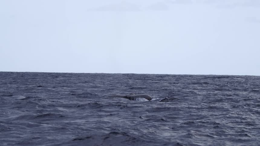 The video captures a large marine mammal likely a whale performing a deep dive in the dark blue oceanthe animals tail flukes rise up out of the water and slowly disappear below the surface against a dull overcast sky