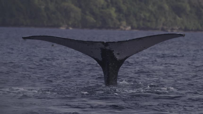 A majestic humpback whale dives slowly lifting its massive tail flukes high out of the dark ocean water the distinct jagged edges and unique markings on the underside of the flukes are visible before they fully descend beneath the surface leaving a tr