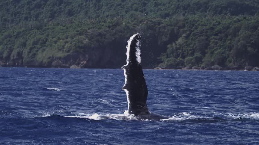 The video shows a magnificent sight a large part of a whales body possibly a humpback whales pectoral fin or a portion of its body emerges vertically from the deep blue ocean waterafter holding this position for a moment the whale then slams
