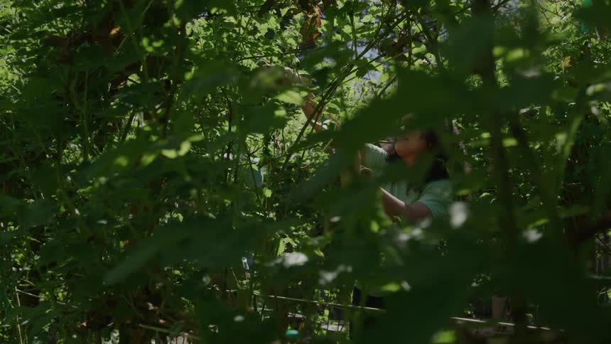 A young woman with dark curly hair is partially obscured by a dense layer of dark green foliage in the foreground as she reaches into the vibrant garden to tend to or harvest plants with bright sunlight illuminating the scene