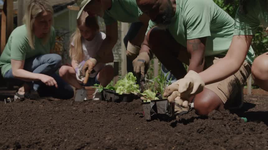 A group of people work together planting seedlings in a garden on a sunny day
