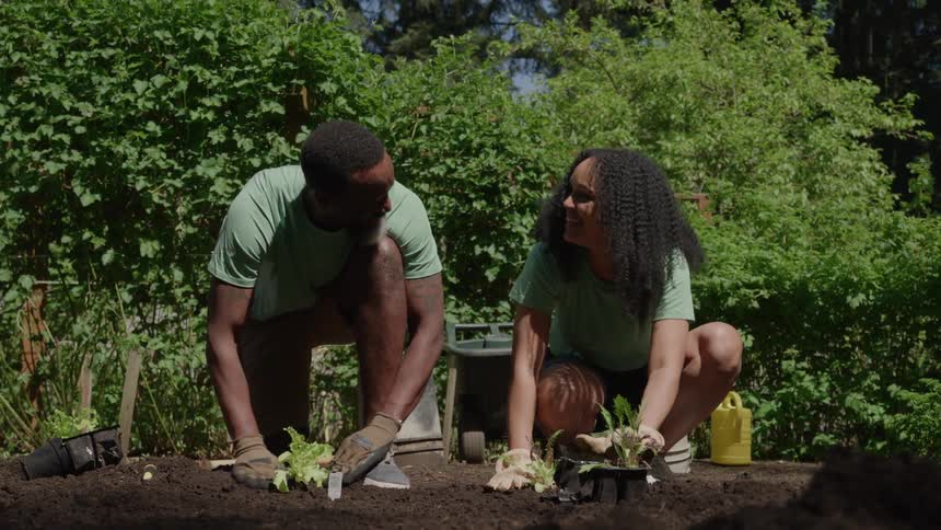 A couple plants seedlings together in a sunny garden
