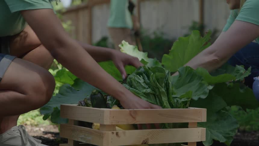 A young woman harvesting broccoli in the garden gives it to one of two men who places it into a basket at midday