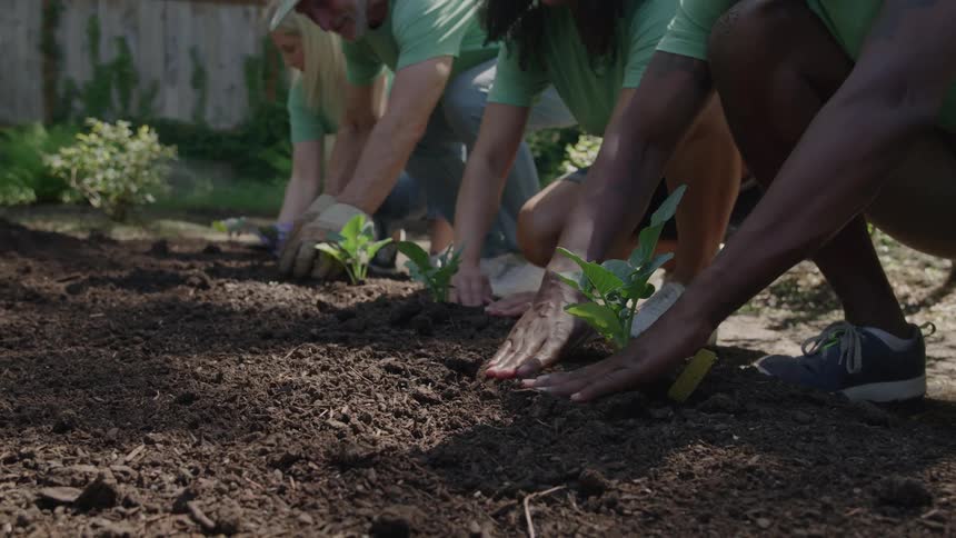 Four people wearing matching green shirts are seen crouching low to the dark tilled earth as they simultaneously plant small green seedlings into the soil emphasizing their hands and the base of the plants in a cooperative gardening effort
