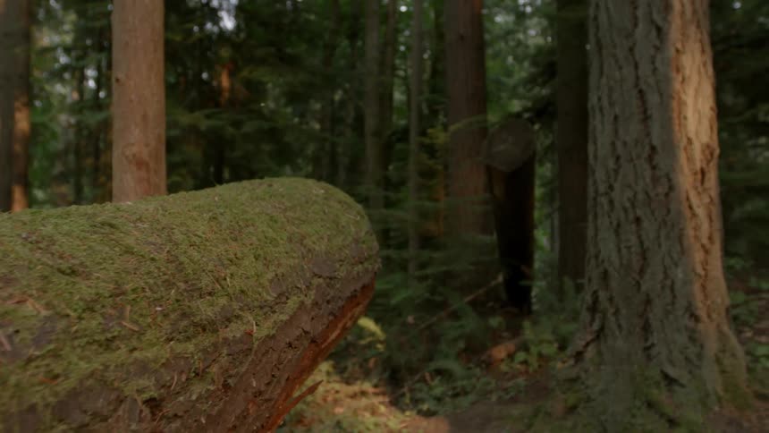 Many trees fill this huge forest