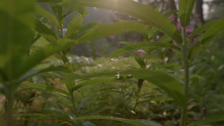 Green plants and flowers in a forest
