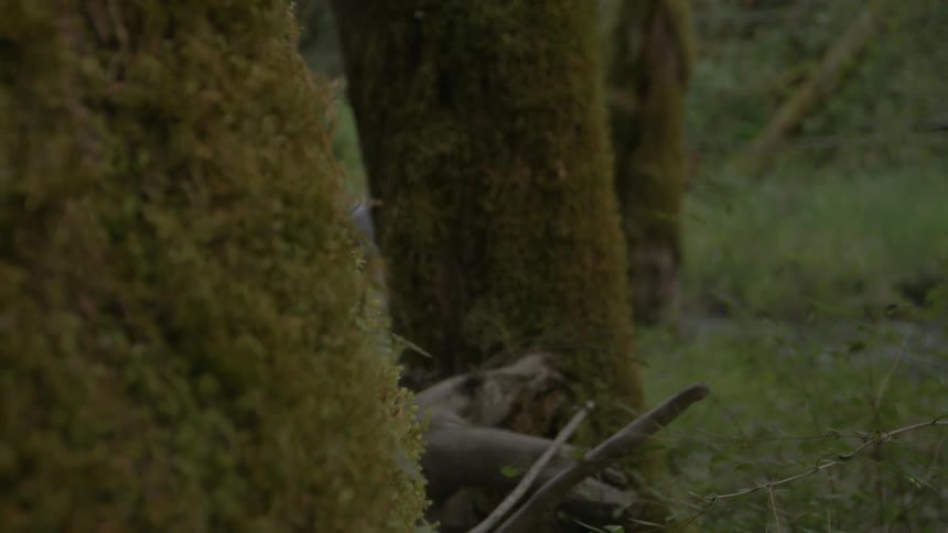 A woman is hiking in the forest