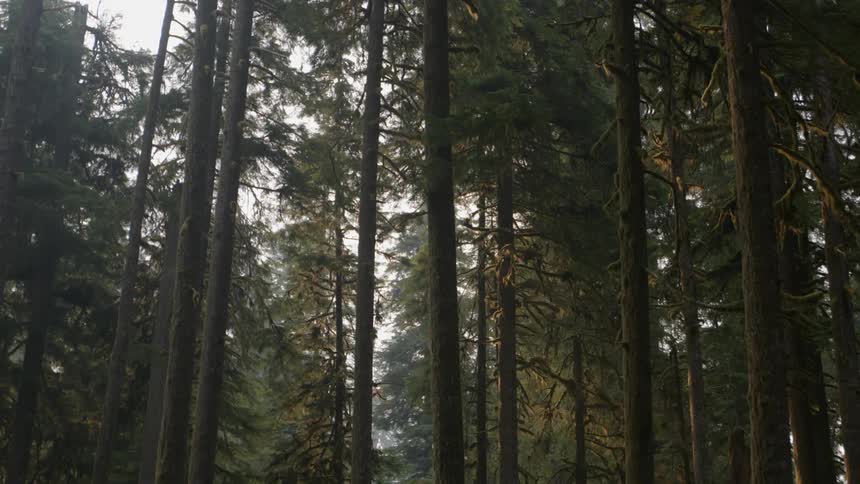 Trees stand tall in a forest