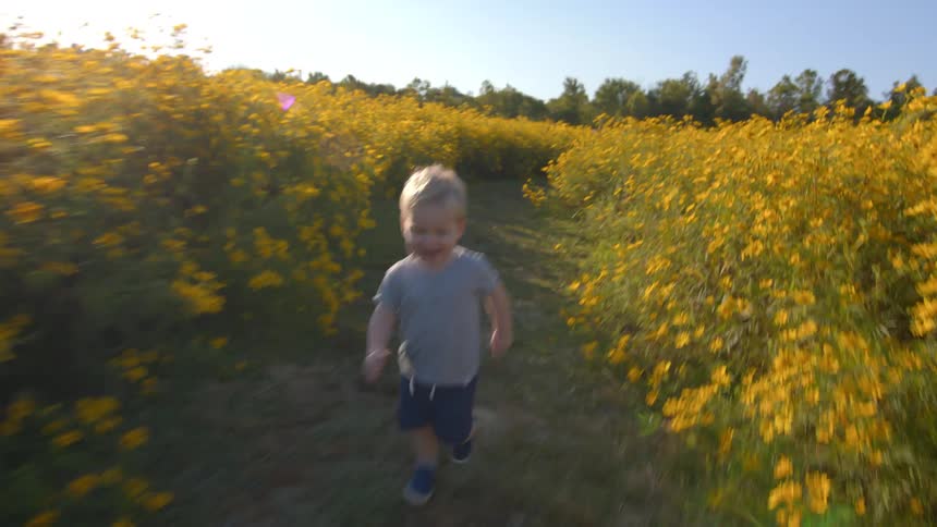A blond toddler wearing a gray tshirt and blue shorts runs directly toward the camera with a joyful expression moving down a grassy path that is tightly flanked on both sides by yellow wildflowers under a bright clear sky
