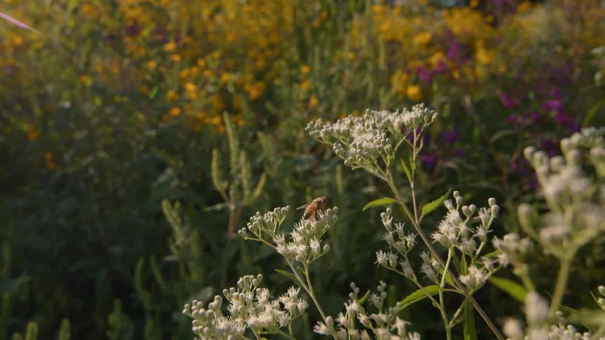 Bee pollinates on a flower and flies away