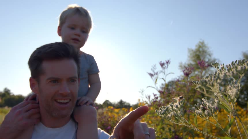 A father carries his toddler son on his shoulders showing him a bee flying around a plant in the garden at midday
