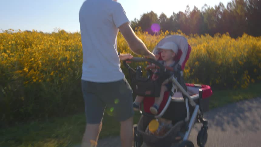 Father pushes his son in a baby carriage past a field of yellow wildflowers on a sunny summer day