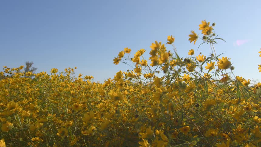 Field filled with wildflowers move in the wind