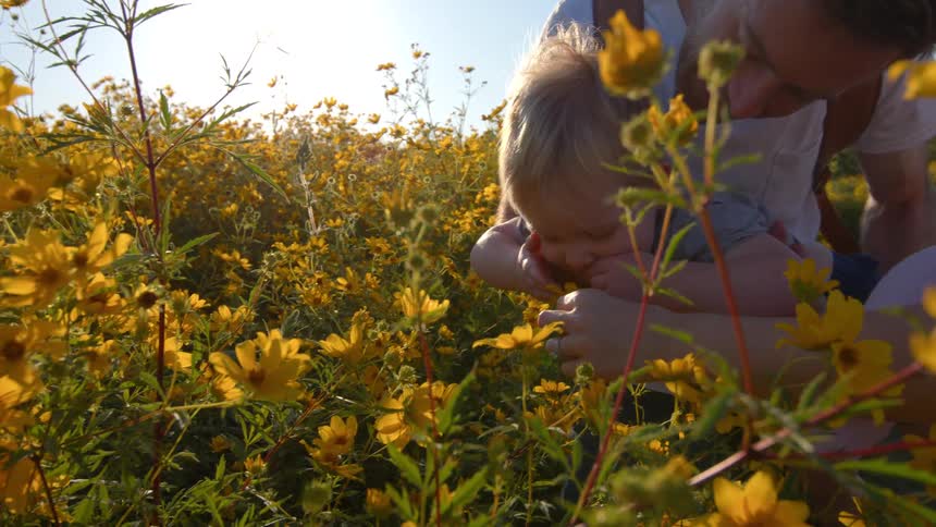 A father holds his young child as they enjoy a sunny day smelling yellow wildflowers in a field culminating in the childs happy smile