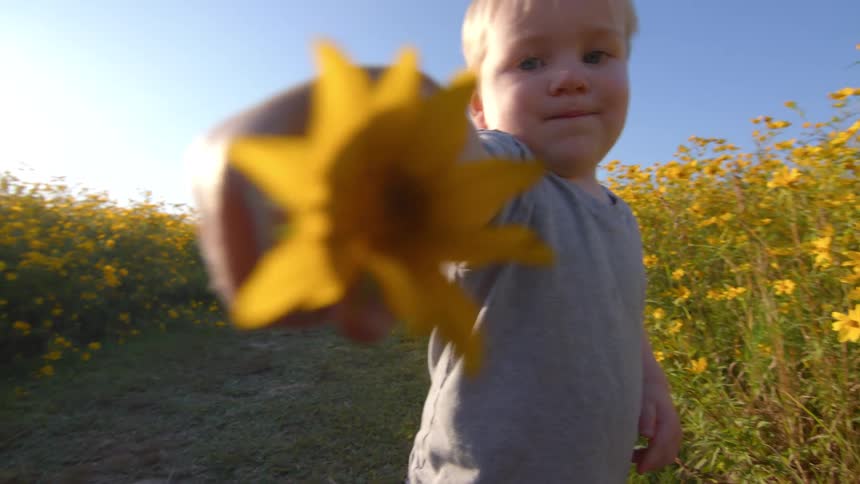 A little blond boy picking a yellow flower from a field and pointing it forward