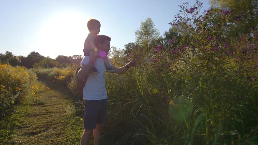 A man carries a young child on his shoulders while walking along a path bordered by tall wildflowers in a sunny field the man pauses to point at some purple and yellow blossoms sharing a moment with the child