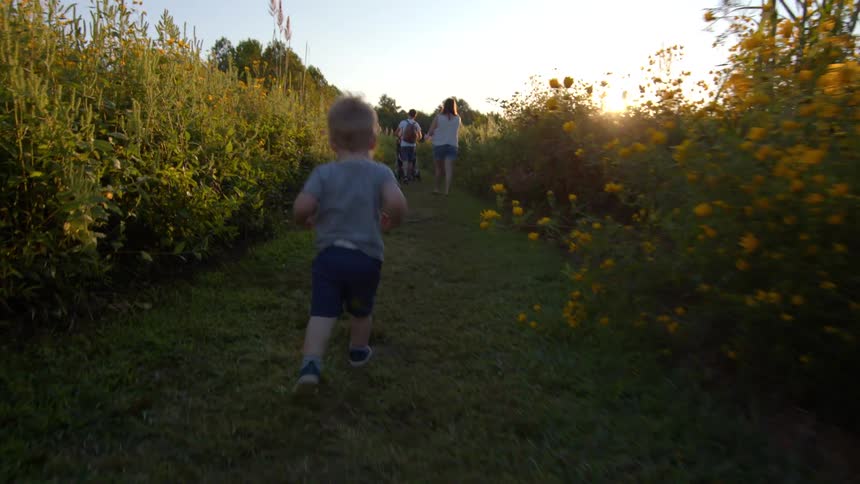 A male toddler walking through a path in a flower field at sunset to meet his parents