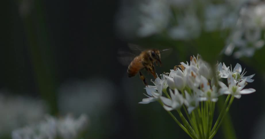 Bee pollinates on a flower and flies away
