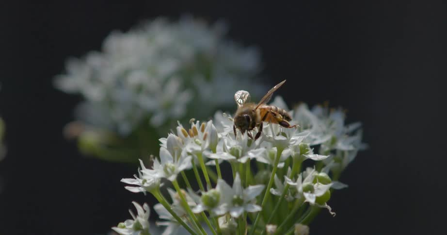 Bee pollinating on a wild flower