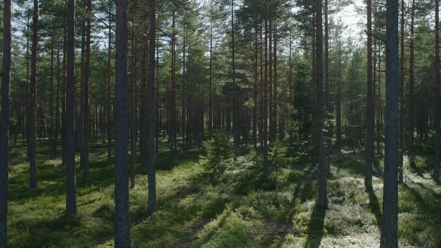 Many trees fill this sunny forest