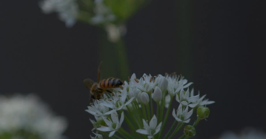 A bee perched on a plant with some white petals then flying away