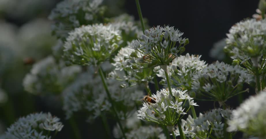 Closeup of several clusters of white spherical flowers likely chive or garlic chive blossoms blooming in a gardena small bee is visible actively crawling and foraging on one of the flower heads in the foreground