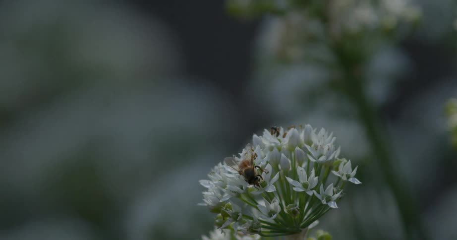 Bee sitting on a flower collecting pollen