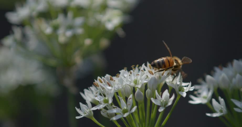 Bee pollinating on a wild flower