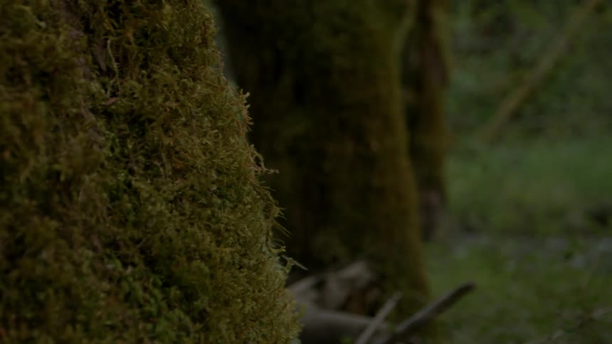 Moving view of an empty forest