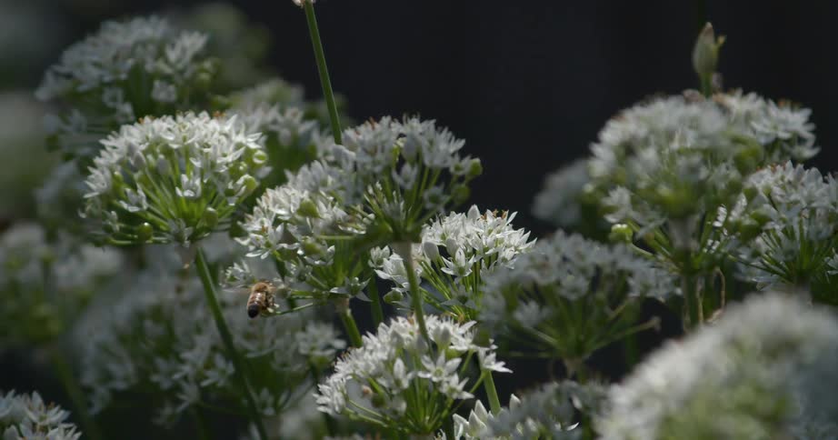 Bees flying over wildflowers and pollinating