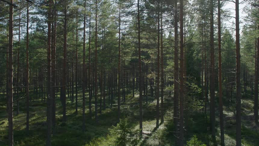 View of a forest on a sunny day