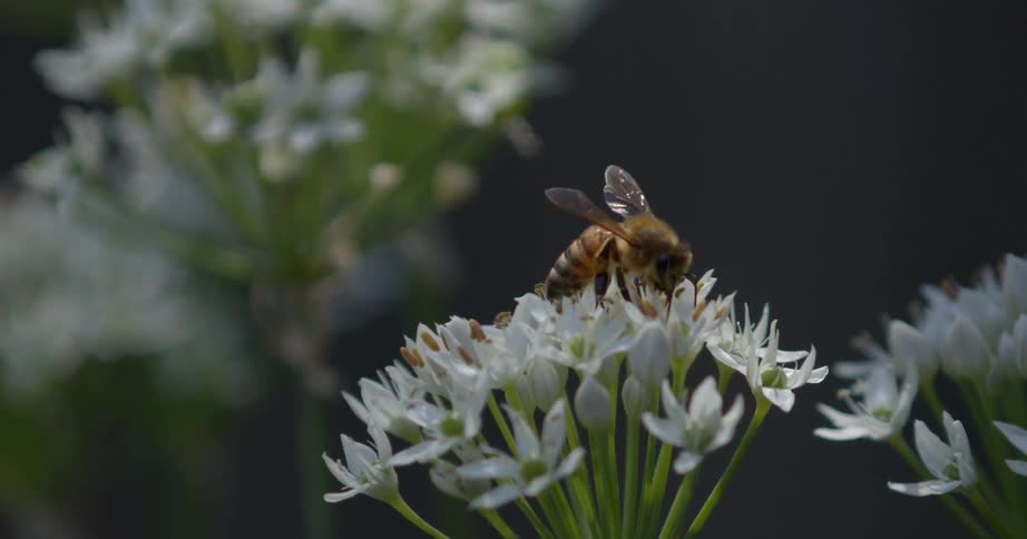 Bee crawls on a wildflower collecting pollen