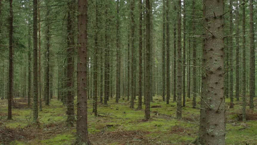 The trees in this forest are all close together