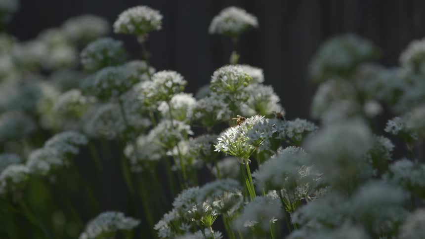 Bee pollinating on wild flowers as they move in the breeze