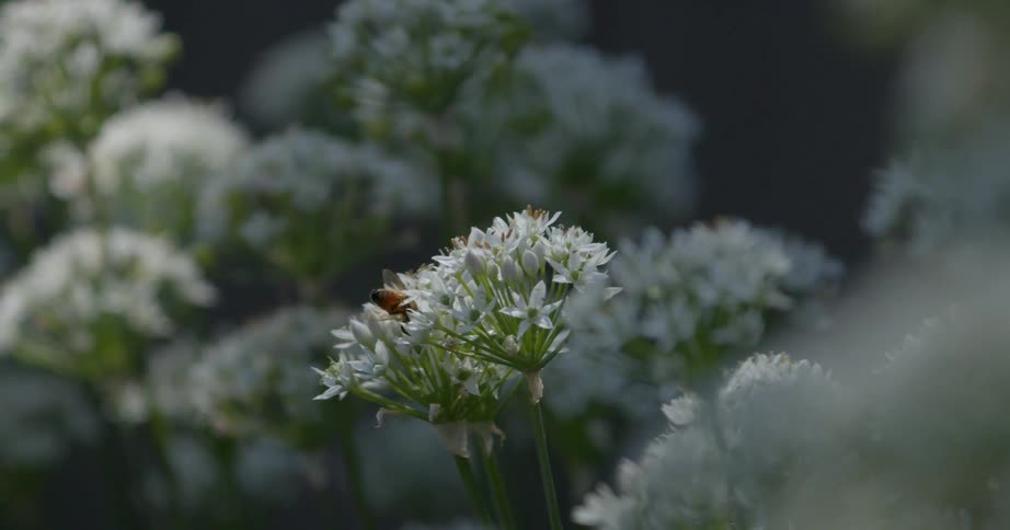 Bee pollinating on wild flowers as they move in the breeze