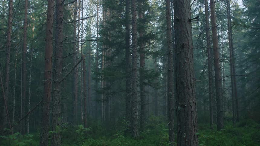Moving view of an empty forest