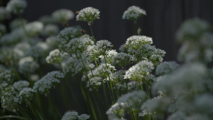 Wild flowers move in the breeze as bees fly around and pollinate on the flowers