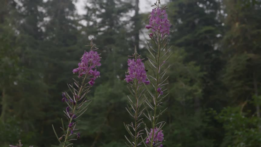 Bees are flying among a group of flowers