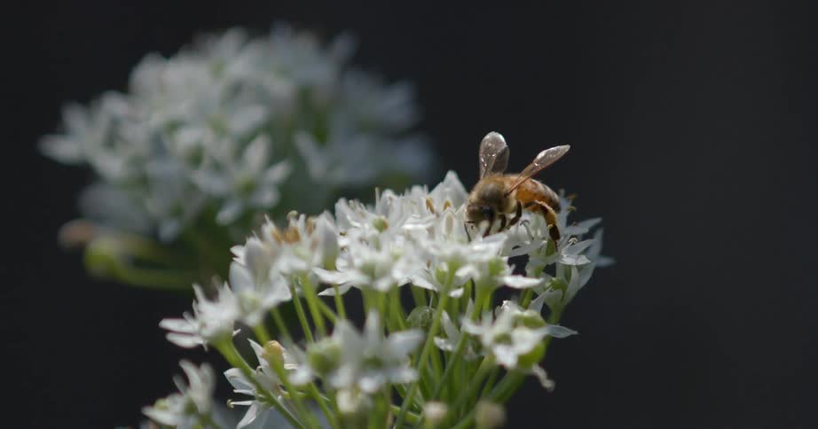 Bees fly and land on the white flowers
