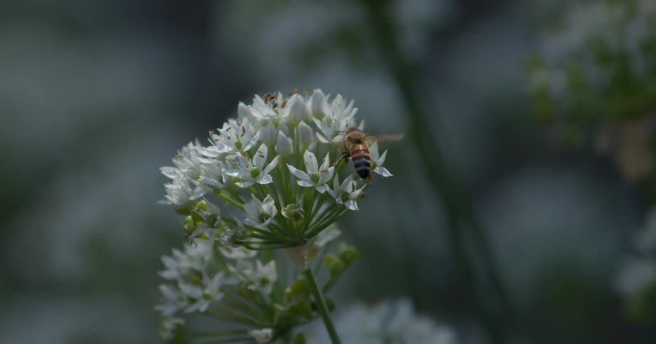 Bee pollinates on a flower and flies away
