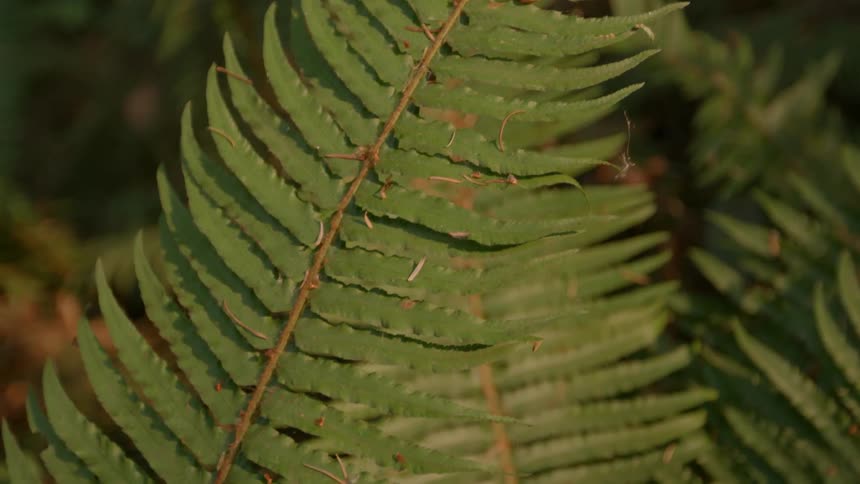 Close up of a large leaf in the forest