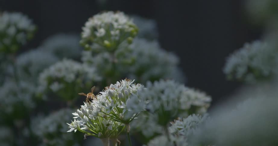 Bee crawls on a wildflower collecting pollen as it sways in the breeze
