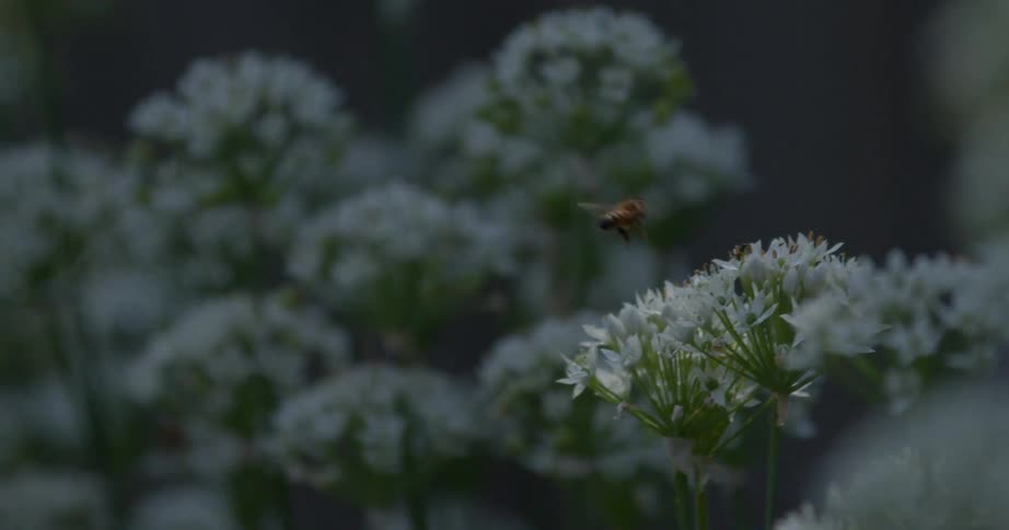 Bee collecting pollen from a wildflower moving in the breeze and flies into the air and comes back to the flower